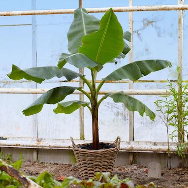 آشنایی با درخت موز