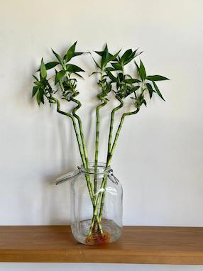   آشنایی با گیاه آپارتمانی بامبو