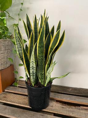 آشنایی با گیاه آپارتمانی سانسوریا